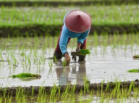 Pemerintah Siapkan Regulasi Baru untuk Melindungi Petani dari Kerugian Pemerintah Siapkan Regulasi Baru untuk Melindungi Petani dari Kerugian